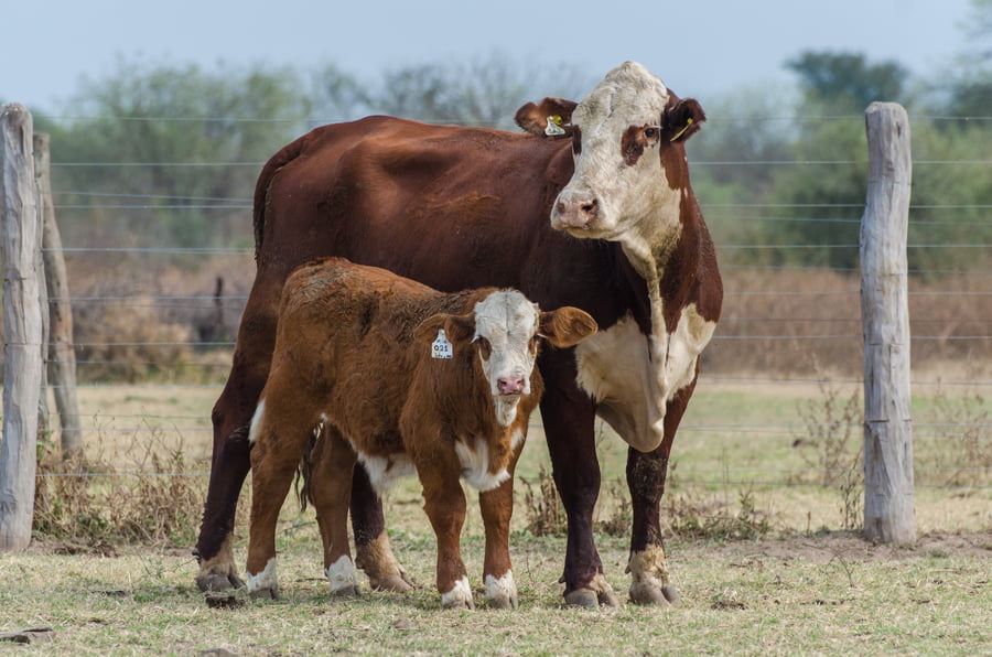 Lote Corral 53 - CABAÑA MILENA