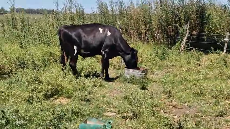 Lote 2 Novillos a remate en Ultima pantalla del año - Escritorio Camy 450kg - , San José