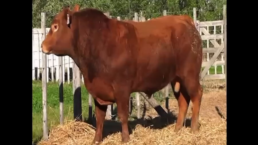 Lote Toro PP