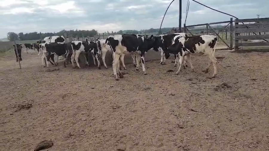 Lote 10 Terneras, San José