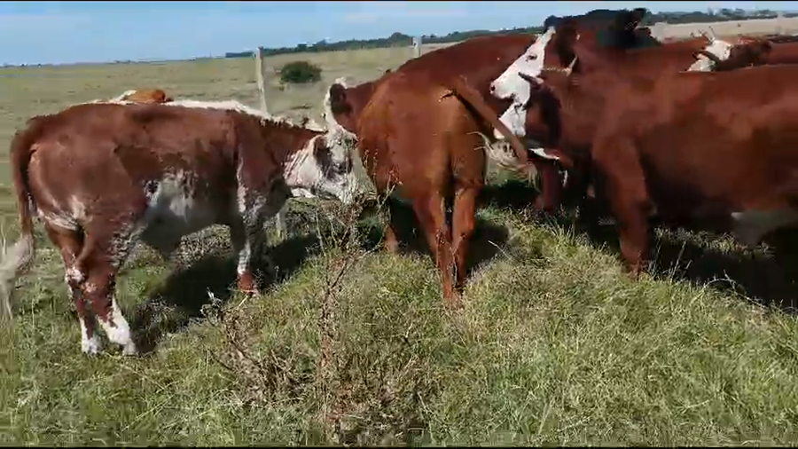 Lote 22 novillos hereford y angus