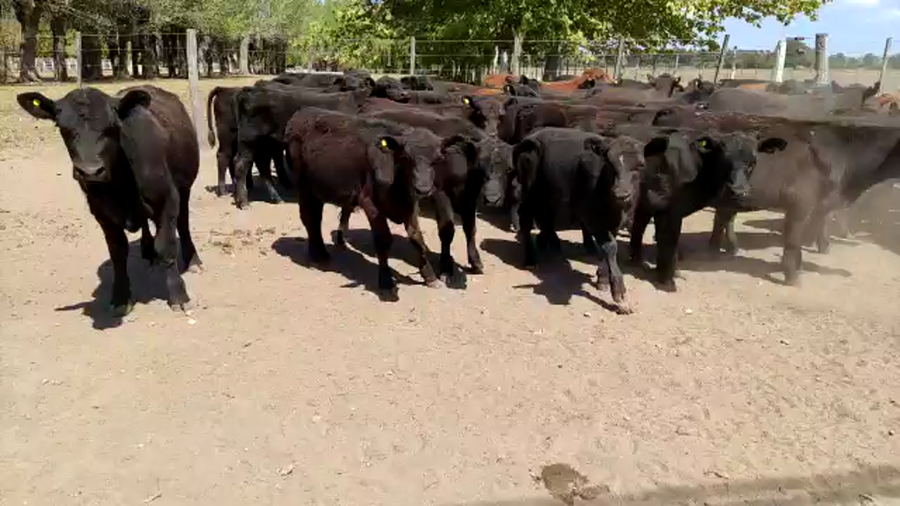 Lote 50 Terneros en Brandsen, Buenos Aires