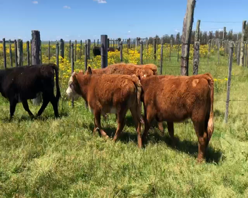 Lote 6 Terneras en Tupambaé, Cerro Largo