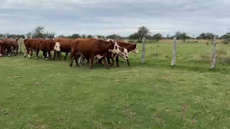 Lote 34 Vientres de Curuzu en Corrientes, Curuzu Cuatia