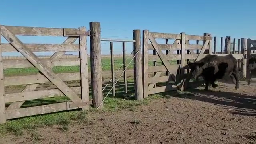 Lote 70 Terneros en Coronel Pringles, Buenos Aires