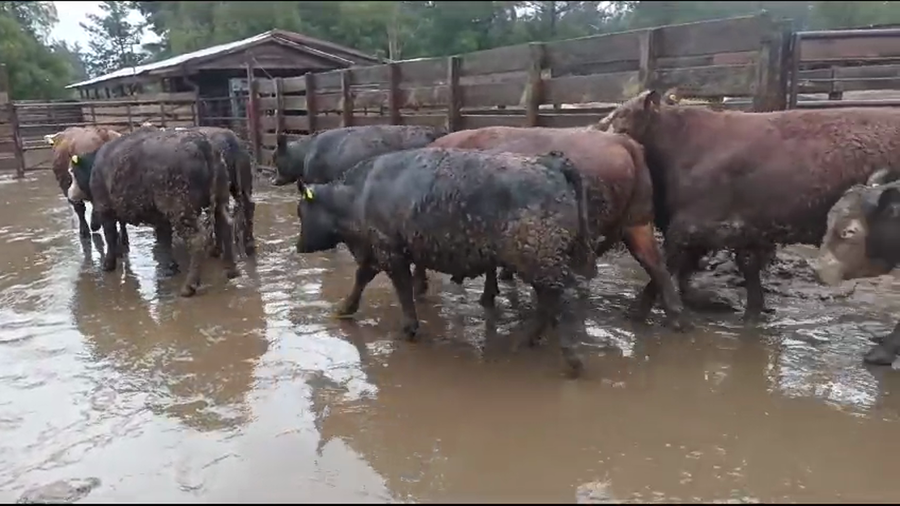 Lote 20 Novillo Gordo en Los Ángeles, VIII Región Biobío