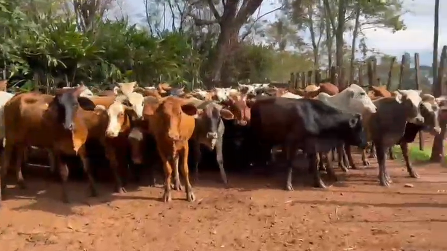 Lote 64 Vaquillonas en Corrientes, Virasoro