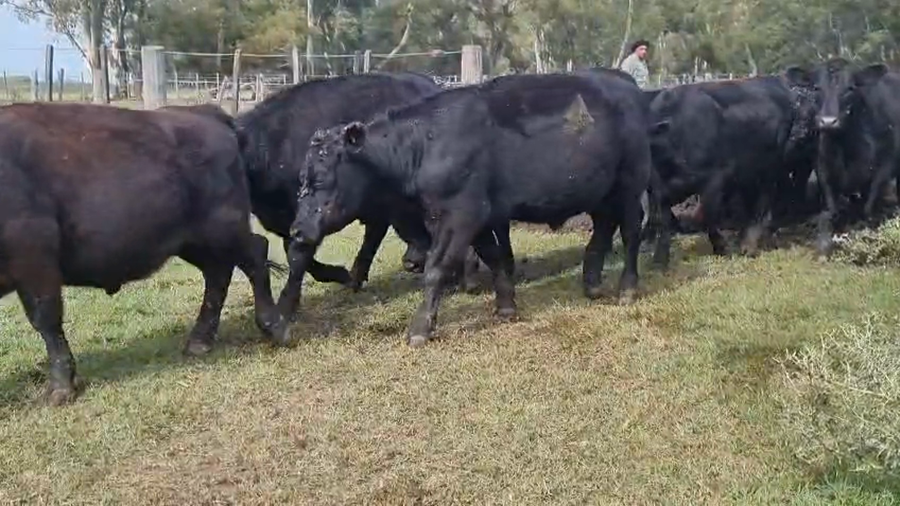 Lote 22 Novillitos y vaquillonas