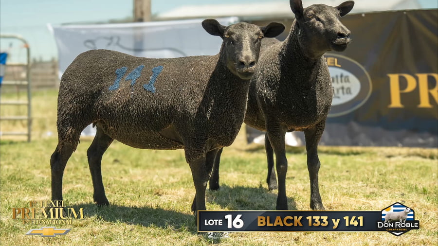 Lote 2 Borregas a remate en 1º Texel Premium Internacional, Canelones