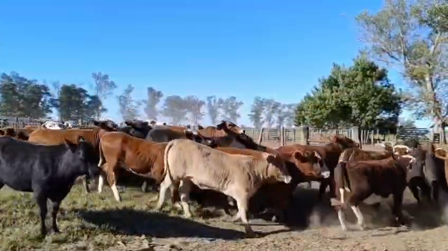 Lote 42 Vaquillonas Cruza en Cayastacito, Santa Fe