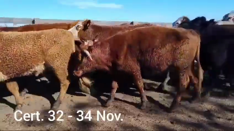 Lote VAQUILLONAS DE 1 A 2