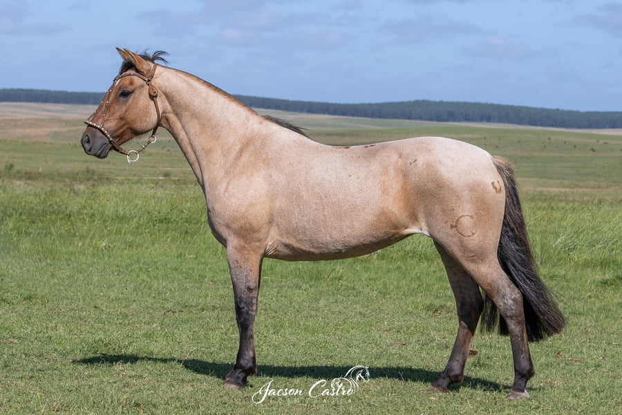 Lote Porfiada De Los Recuerdos