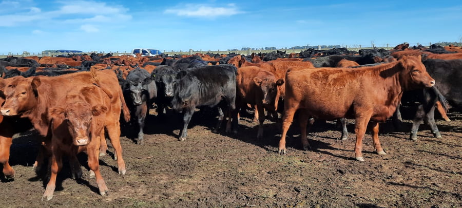 Lote 60 Terneras en Gral. Lamadrid, Buenos Aires