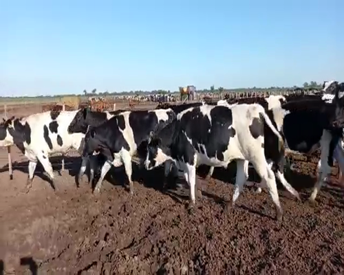 Lote 42 Novillos Overos