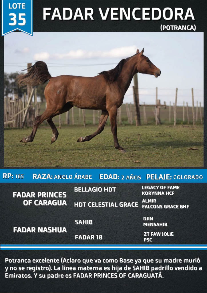 Lote FADAR VENCEDORA