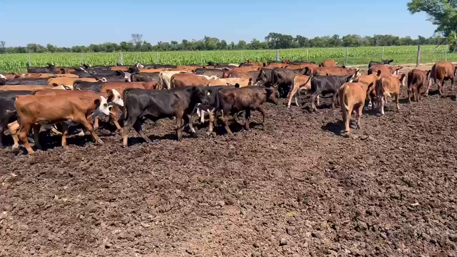 Lote 200 Terneros/as en Sáenz Peña, Chaco