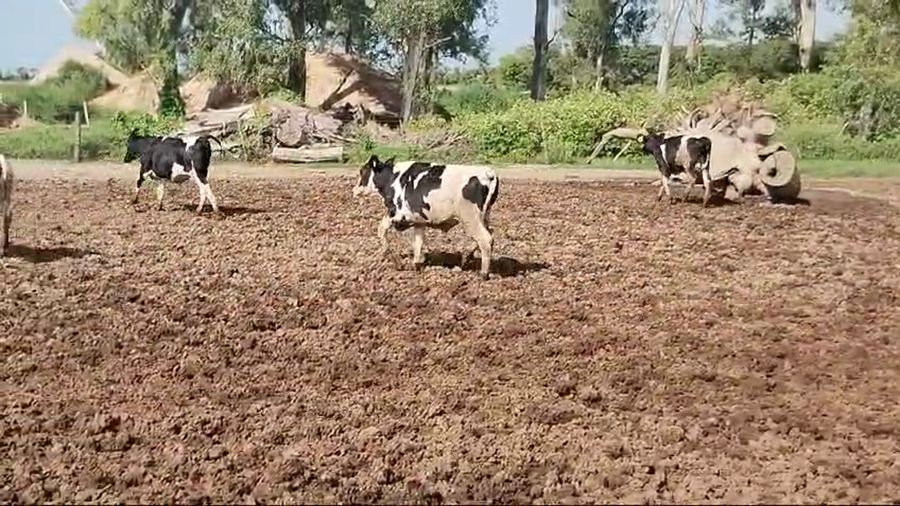 Lote 34 NOVILLITOS HOLANDO ARGENTINO EN PORTEÑA, CORDOBA