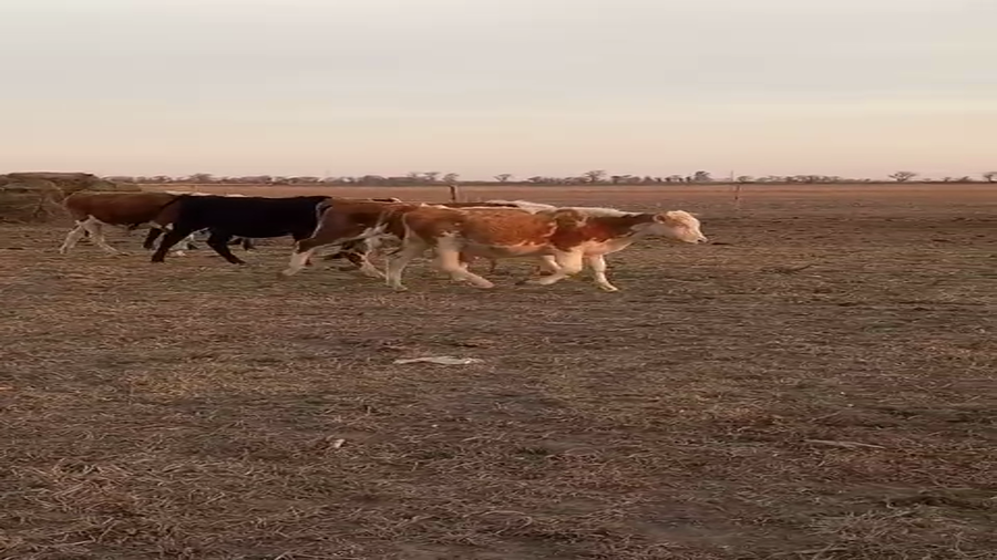 Lote 5 Terneros cruza en Pueblo Marini, Santa Fe