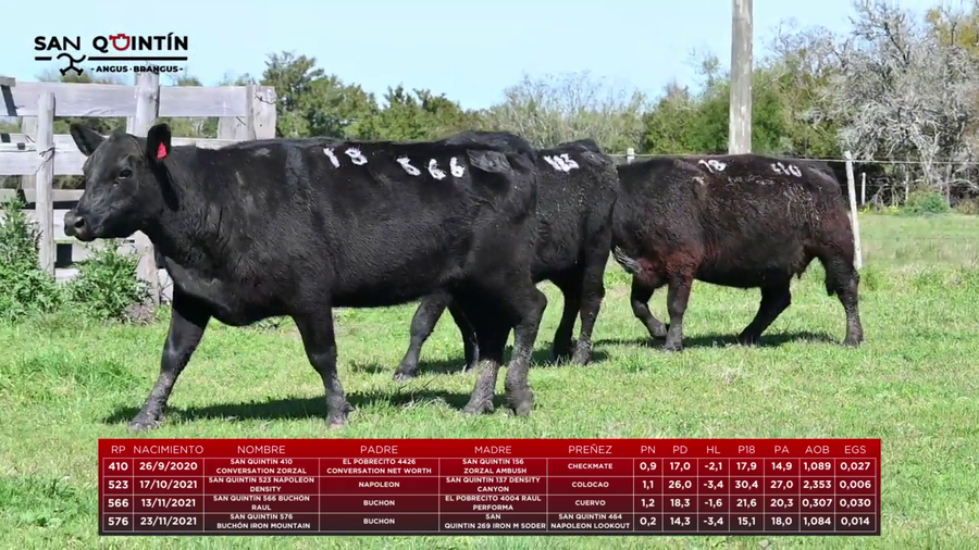 Lote LOTE 18 - VIENTRES PREÑADOS ABERDEEN ANGUS PI