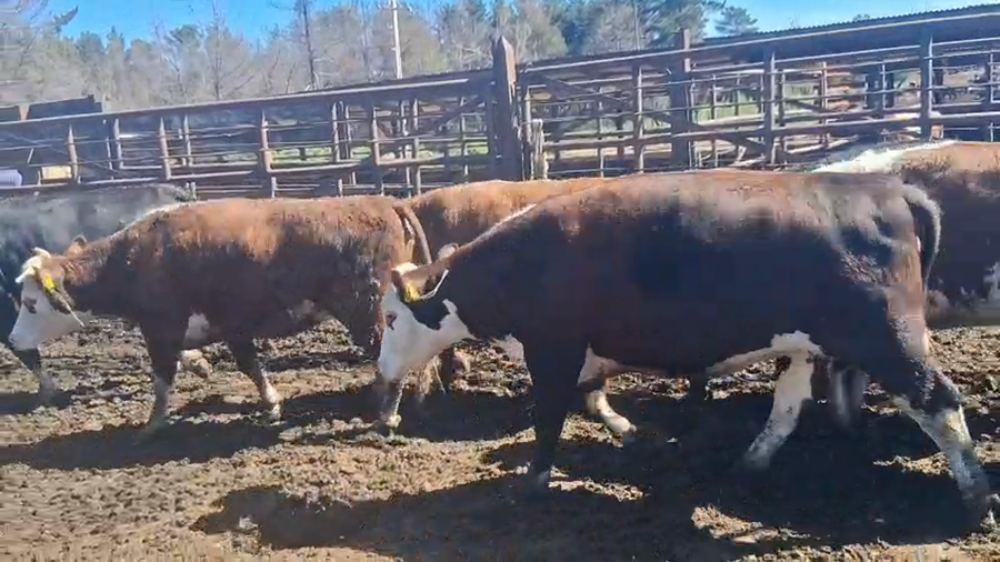 Lote 20 Vaquilla Gorda en Los Ángeles, VIII Región Biobío