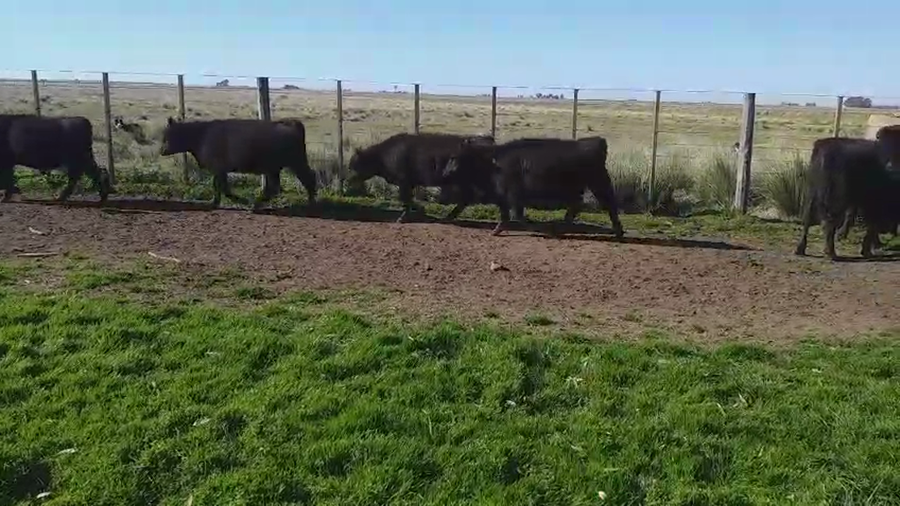 Lote 20 Terneros/as en Tres Arroyos