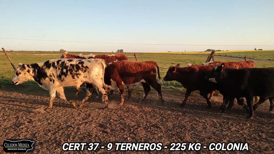 Lote 9 Terneros en Colonia