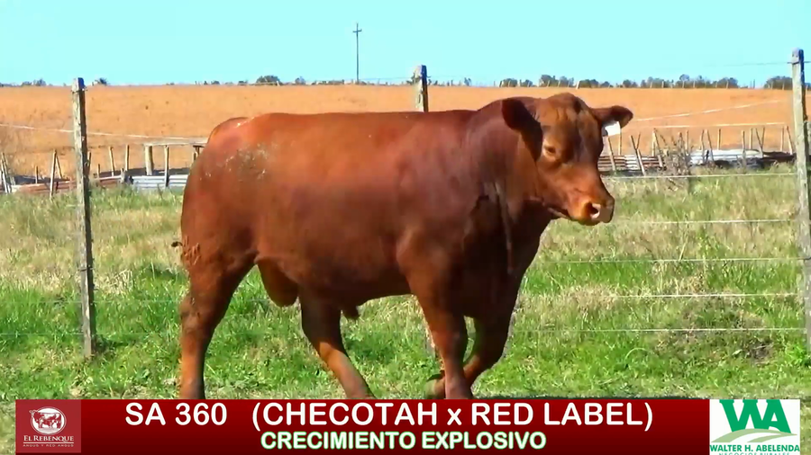 Lote Toros a remate en ANGUS EL REBENQUE, Florida