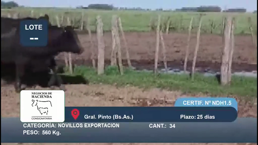 Lote 34 Novillo Exportacion UE HILTON en Buenos Aires, Gral. Pinto