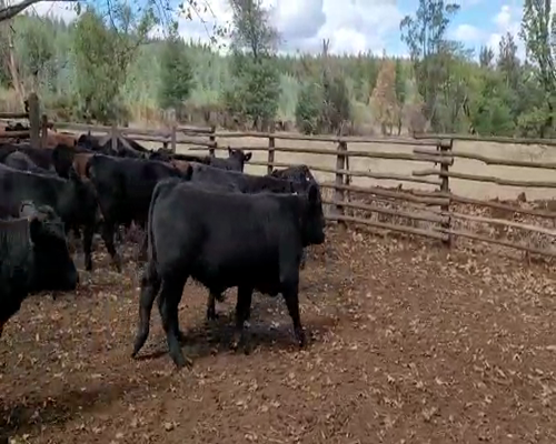Lote 120 Ternero en Mulchén, VIII Región Biobío