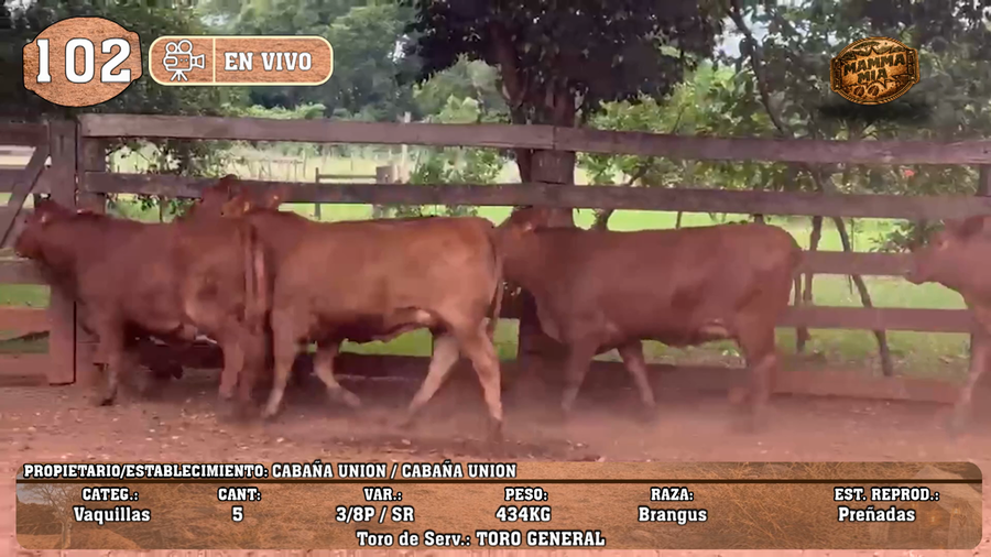 Lote LOTE 102 -EN VIVO