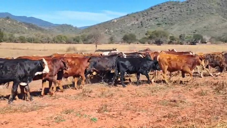 Lote 100 Terneros/as en Salta, Gral. Güemes