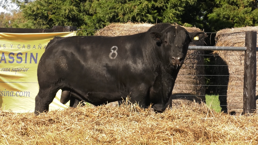 Lote TOROS ANGUS PURO CONTROLADO