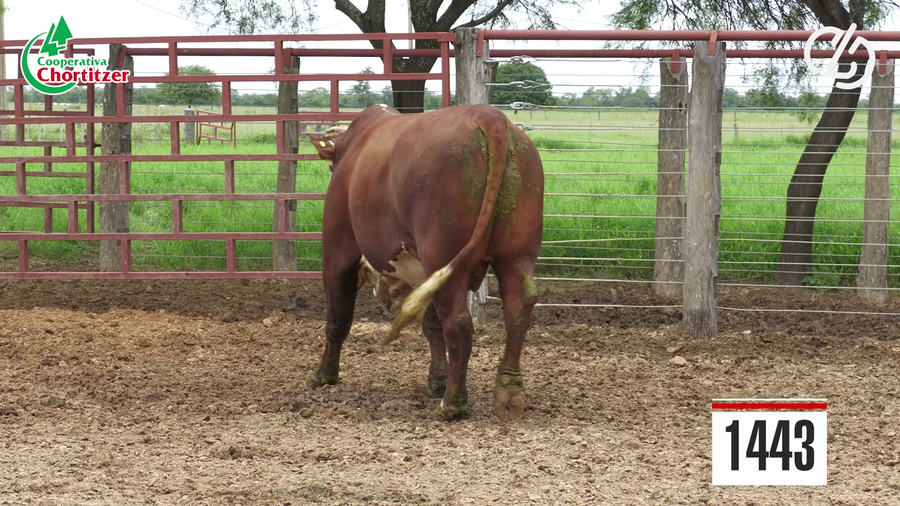 Lote Braford