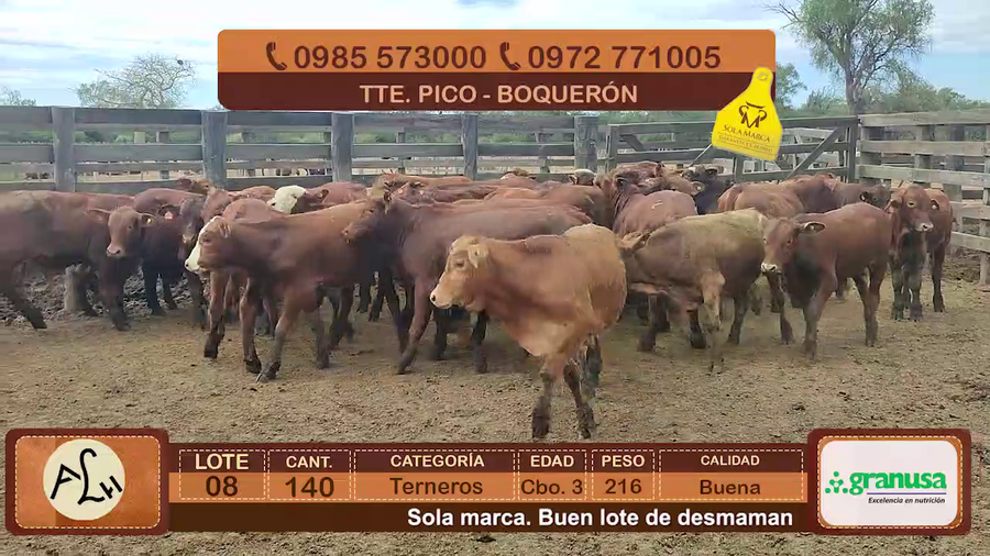 Lote Terneros Cbo 3