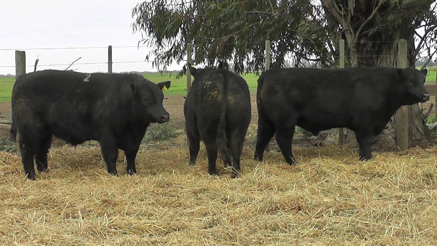Lote TOROS PUROS POR CRUZA