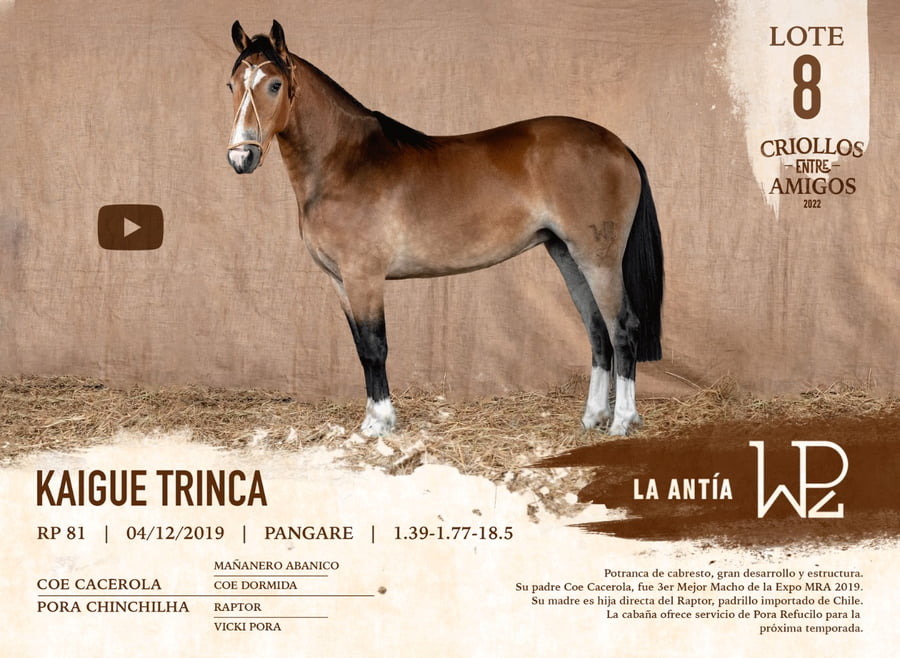 Lote KAIGUE TRINCA RP 81