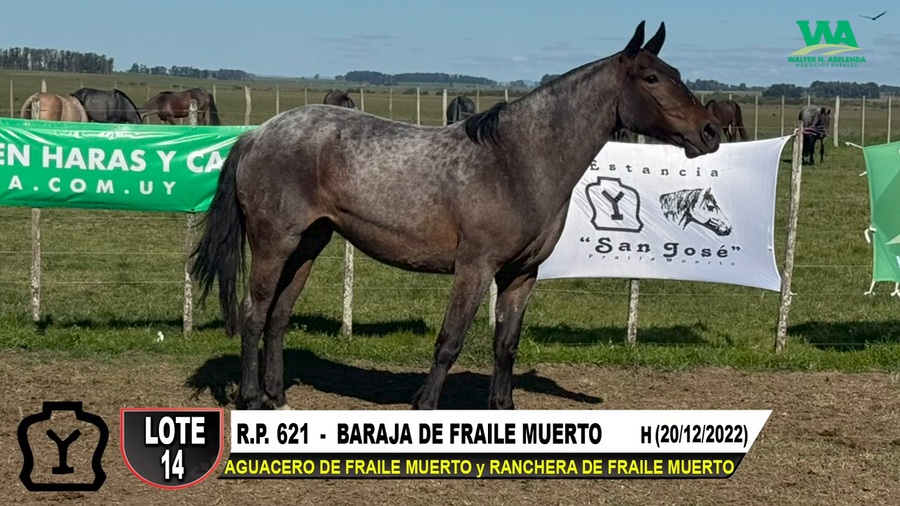 Lote BARAJA DE FRAILE MUERTO