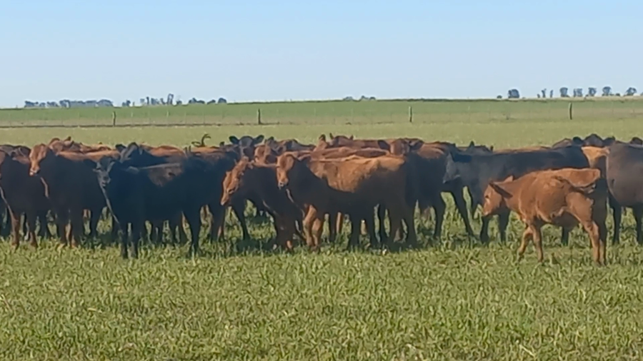 Lote 65 Terneras EN DAIREAUX