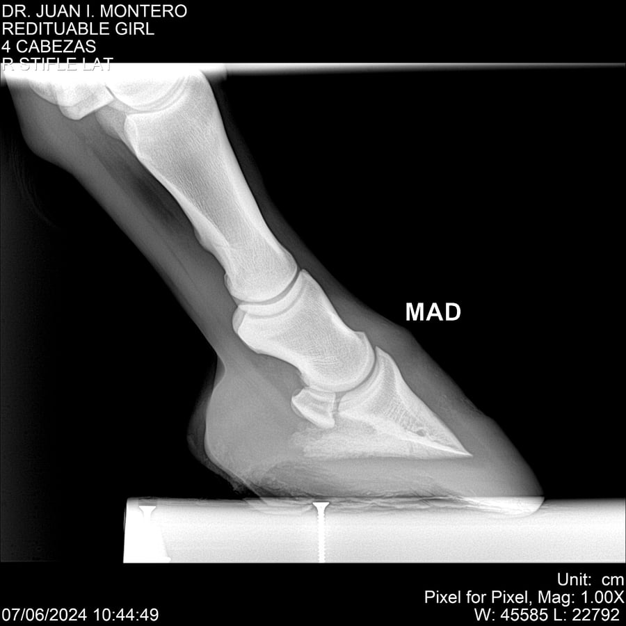 Lote REDITUABLE GIRL