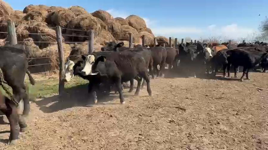 Lote 80 Novillitos en Chaco, Santa Sylvina