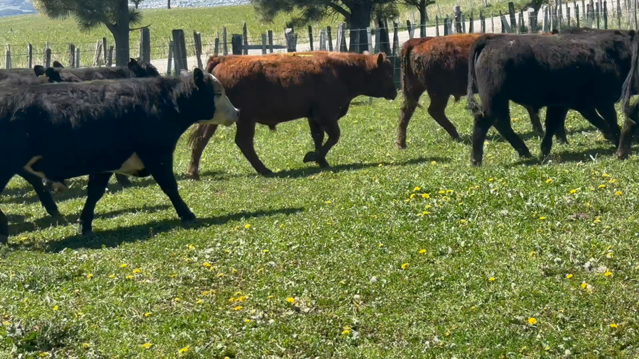 Lote 20 Novillo Engorda en Coyhaique, XI Región Aysén