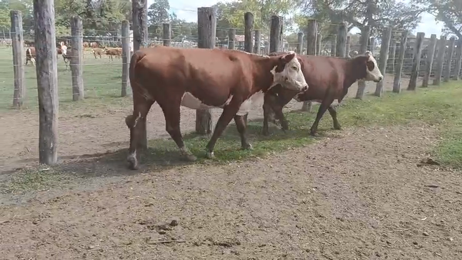 Lote 67 Vacas nuevas C/ gtia de preñez