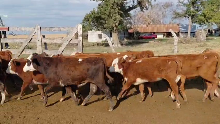 Lote 177 Terneros/as