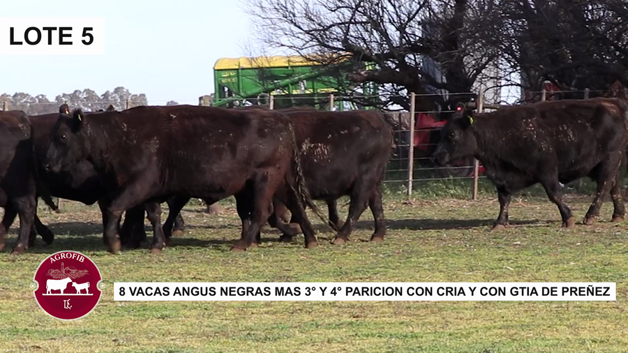 Lote VACAS CON CRIA