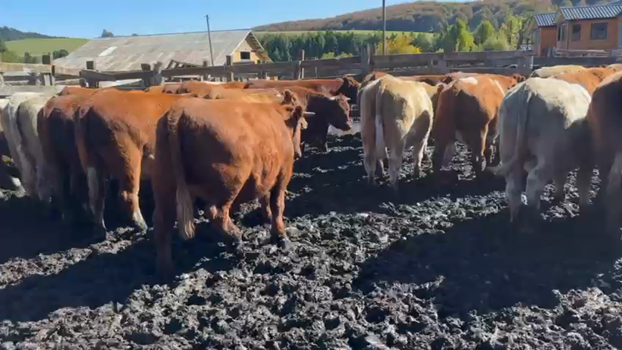 Lote 40 Novillo Engorda en Coyhaique, XI Región Aysén