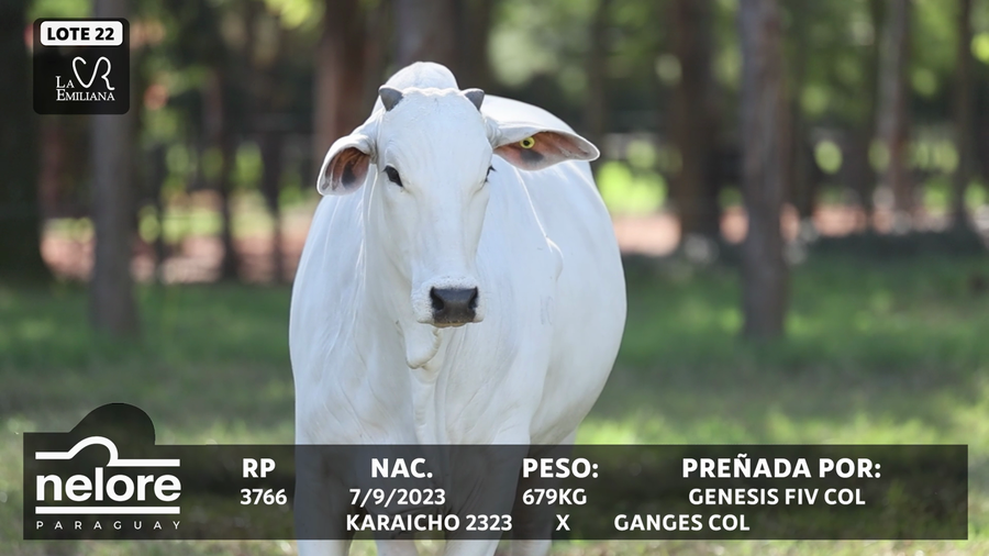 Lote LOTE 22