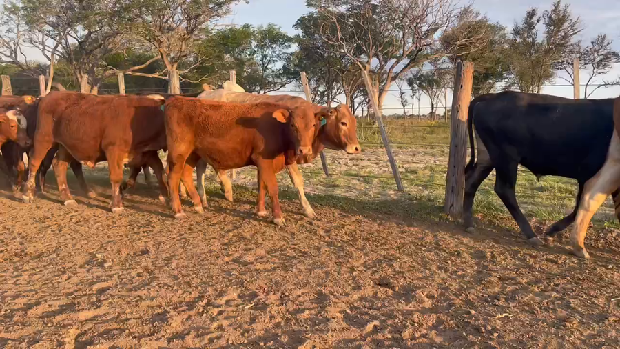 Lote 60 Terneros en San Cosme, Corrientes