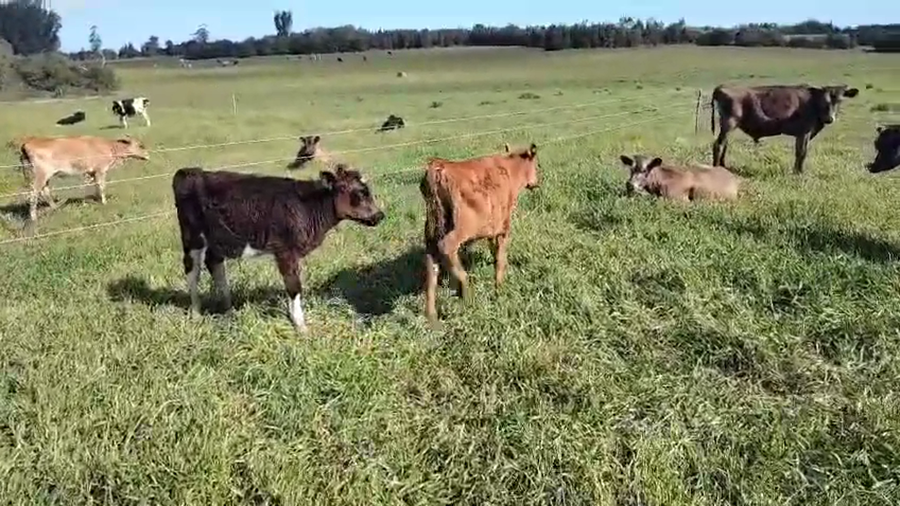 Lote 7 Terneros a remate en Pantalla Camy, San José