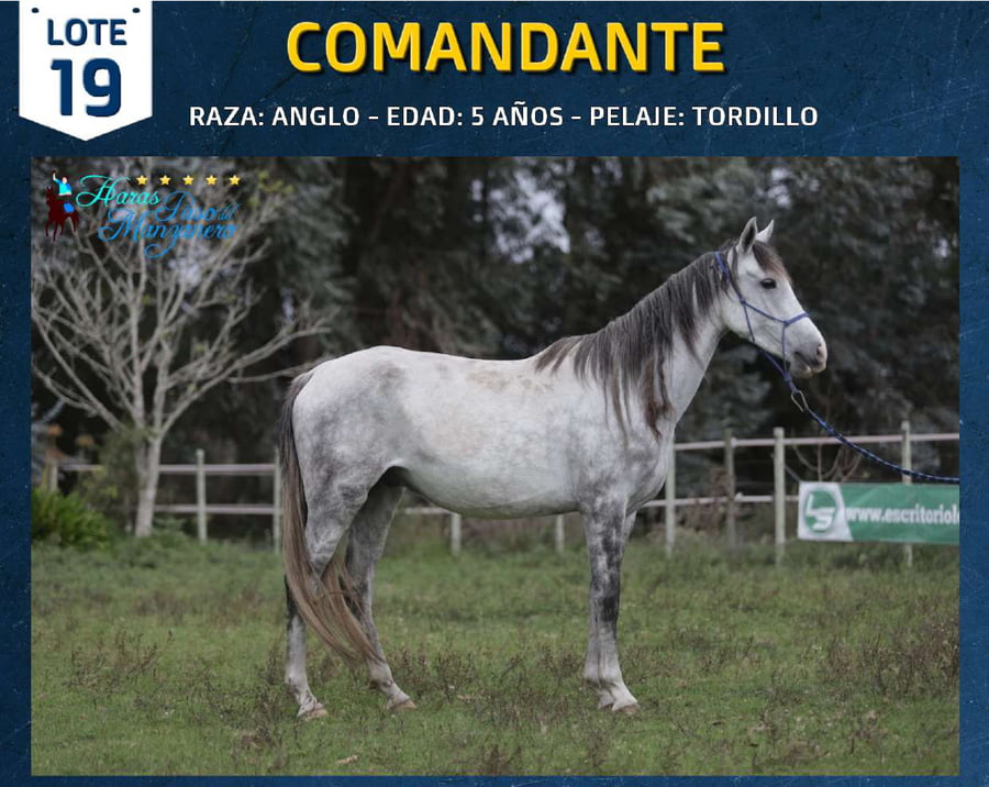 Lote COMANDANTE