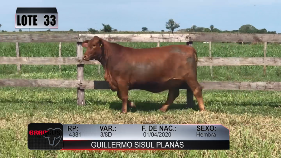 Lote Nacional de Otoño Brangus Campo - Lote 33